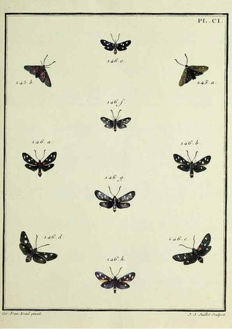 Reproducción/Reproduction 35053361853: Papillons d'Europe, peints d'après nature /. A Paris :Chez P.M. Delaguette, imprimeur-libraire ... ;1779-1792 [i.e. 1793]