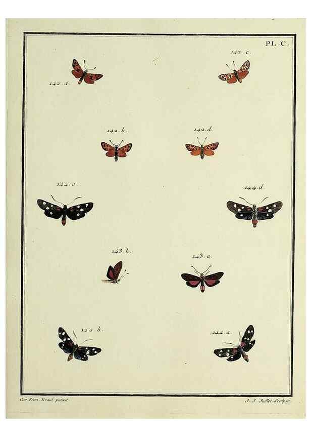 Reproducción/Reproduction 35474928750: Papillons d'Europe, peints d'après nature /. A Paris :Chez P.M. Delaguette, imprimeur-libraire ... ;1779-1792 [i.e. 1793]