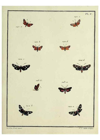 Reproducción/Reproduction 35474928750: Papillons d'Europe, peints d'après nature /. A Paris :Chez P.M. Delaguette, imprimeur-libraire ... ;1779-1792 [i.e. 1793]