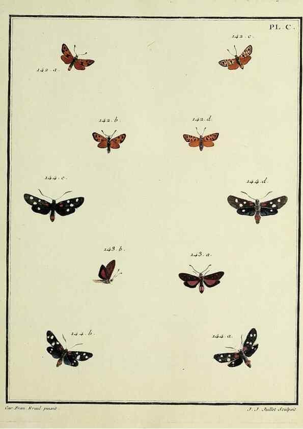 Reproducción/Reproduction 35474928750: Papillons d'Europe, peints d'après nature /. A Paris :Chez P.M. Delaguette, imprimeur-libraire ... ;1779-1792 [i.e. 1793]