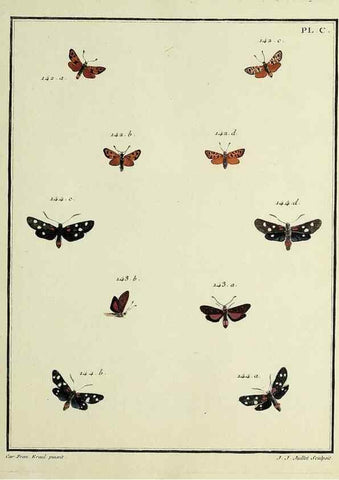 Reproducción/Reproduction 35474928750: Papillons d'Europe, peints d'après nature /. A Paris :Chez P.M. Delaguette, imprimeur-libraire ... ;1779-1792 [i.e. 1793]