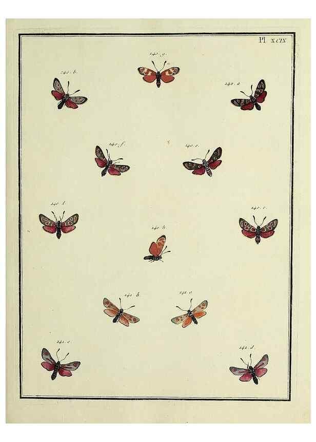 Reproducción/Reproduction 35474927290: Papillons d'Europe, peints d'après nature /. A Paris :Chez P.M. Delaguette, imprimeur-libraire ... ;1779-1792 [i.e. 1793]