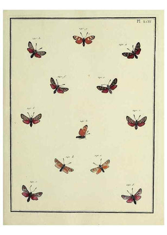 Reproducción/Reproduction 35474927290: Papillons d'Europe, peints d'après nature /. A Paris :Chez P.M. Delaguette, imprimeur-libraire ... ;1779-1792 [i.e. 1793]