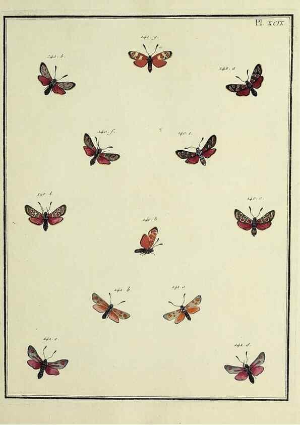Reproducción/Reproduction 35474927290: Papillons d'Europe, peints d'après nature /. A Paris :Chez P.M. Delaguette, imprimeur-libraire ... ;1779-1792 [i.e. 1793]
