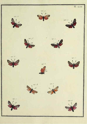 Reproducción/Reproduction 35474927290: Papillons d'Europe, peints d'après nature /. A Paris :Chez P.M. Delaguette, imprimeur-libraire ... ;1779-1792 [i.e. 1793]
