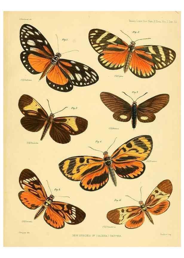 Reproducción/Reproduction 35693085672: Lepidopterorum Brasiliae species novae iconibus illustratae. [Vienna?] :s.n.,mense Januario 1839.