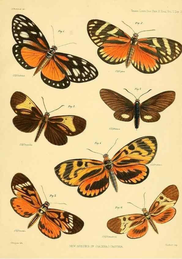 Reproducción/Reproduction 35693085672: Lepidopterorum Brasiliae species novae iconibus illustratae. [Vienna?] :s.n.,mense Januario 1839.