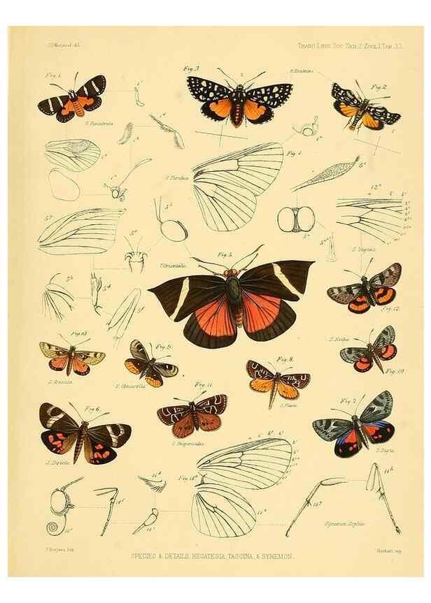 Reproducción/Reproduction 35693087522: Lepidopterorum Brasiliae species novae iconibus illustratae. [Vienna?] :s.n.,mense Januario 1839.