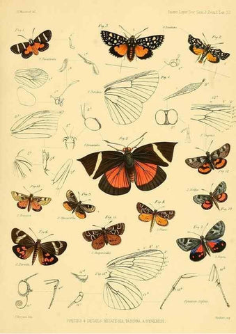 Reproducción/Reproduction 35693087522: Lepidopterorum Brasiliae species novae iconibus illustratae. [Vienna?] :s.n.,mense Januario 1839.