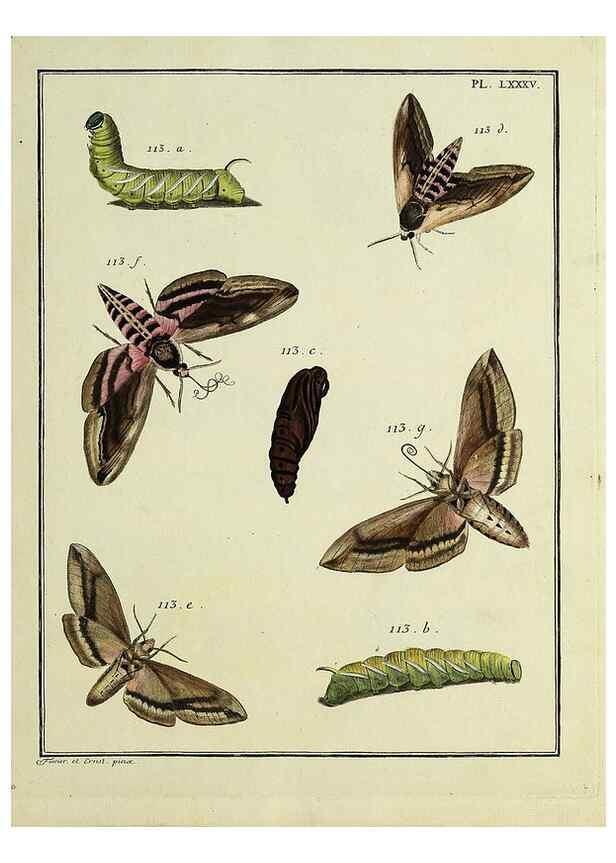 Reproducción/Reproduction 35022835494: Papillons d'Europe, peints d'après nature /. A Paris :Chez P.M. Delaguette, imprimeur-libraire ... ;1779-1792 [i.e. 1793]