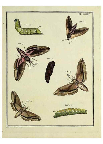 Reproducción/Reproduction 35022835494: Papillons d'Europe, peints d'après nature /. A Paris :Chez P.M. Delaguette, imprimeur-libraire ... ;1779-1792 [i.e. 1793]