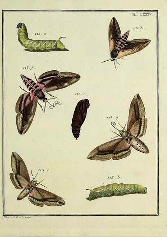 Reproducción/Reproduction 35022835494: Papillons d'Europe, peints d'après nature /. A Paris :Chez P.M. Delaguette, imprimeur-libraire ... ;1779-1792 [i.e. 1793]