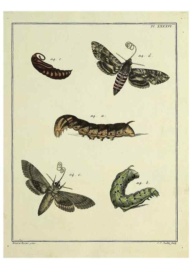 Reproducción/Reproduction 35022839054: Papillons d'Europe, peints d'après nature /. A Paris :Chez P.M. Delaguette, imprimeur-libraire ... ;1779-1792 [i.e. 1793]