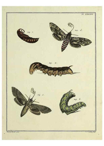 Reproducción/Reproduction 35022839054: Papillons d'Europe, peints d'après nature /. A Paris :Chez P.M. Delaguette, imprimeur-libraire ... ;1779-1792 [i.e. 1793]