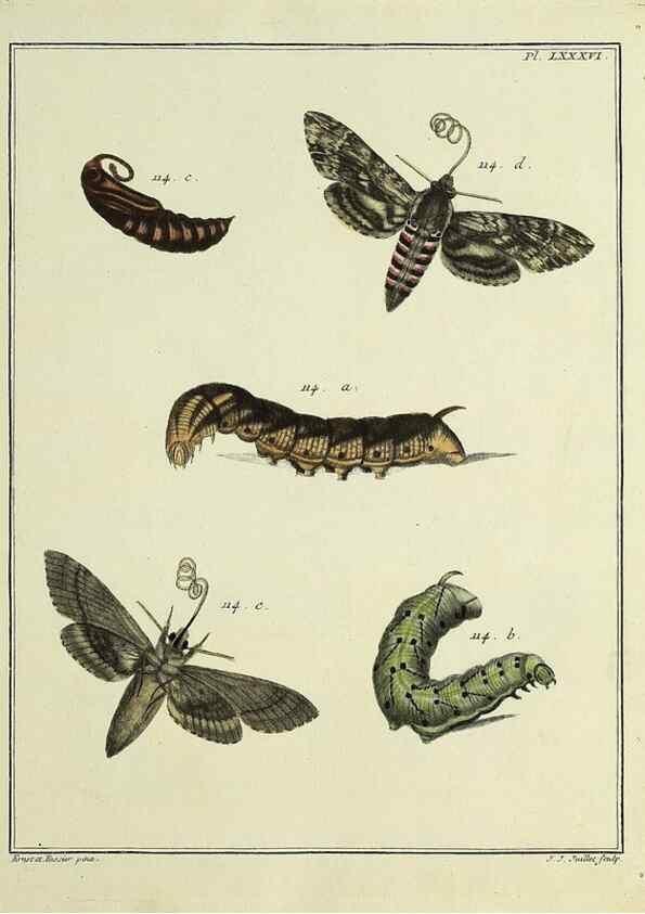 Reproducción/Reproduction 35022839054: Papillons d'Europe, peints d'après nature /. A Paris :Chez P.M. Delaguette, imprimeur-libraire ... ;1779-1792 [i.e. 1793]