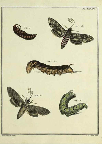 Reproducción/Reproduction 35022839054: Papillons d'Europe, peints d'après nature /. A Paris :Chez P.M. Delaguette, imprimeur-libraire ... ;1779-1792 [i.e. 1793]