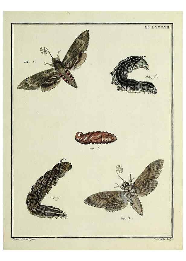 Reproducción/Reproduction 35862652455: Papillons d'Europe, peints d'après nature /. A Paris :Chez P.M. Delaguette, imprimeur-libraire ... ;1779-1792 [i.e. 1793]
