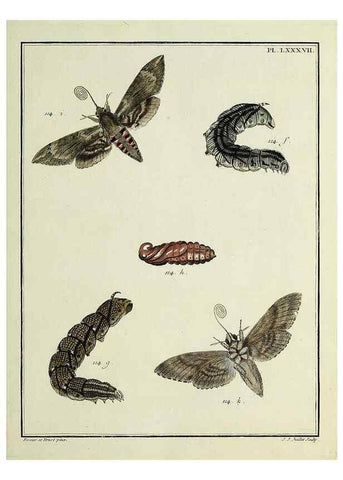 Reproducción/Reproduction 35862652455: Papillons d'Europe, peints d'après nature /. A Paris :Chez P.M. Delaguette, imprimeur-libraire ... ;1779-1792 [i.e. 1793]