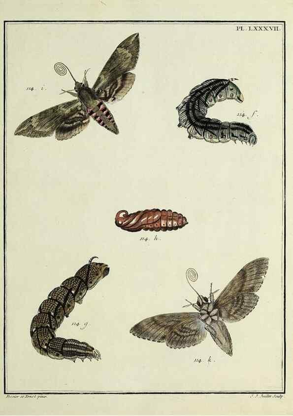 Reproducción/Reproduction 35862652455: Papillons d'Europe, peints d'après nature /. A Paris :Chez P.M. Delaguette, imprimeur-libraire ... ;1779-1792 [i.e. 1793]