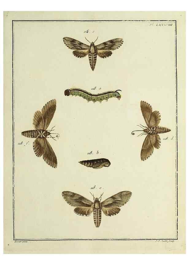 Reproducción/Reproduction 35022844234: Papillons d'Europe, peints d'après nature /. A Paris :Chez P.M. Delaguette, imprimeur-libraire ... ;1779-1792 [i.e. 1793]