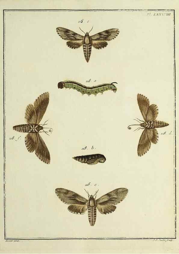 Reproducción/Reproduction 35022844234: Papillons d'Europe, peints d'après nature /. A Paris :Chez P.M. Delaguette, imprimeur-libraire ... ;1779-1792 [i.e. 1793]