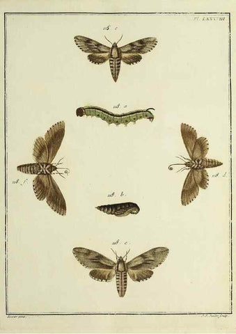 Reproducción/Reproduction 35022844234: Papillons d'Europe, peints d'après nature /. A Paris :Chez P.M. Delaguette, imprimeur-libraire ... ;1779-1792 [i.e. 1793]