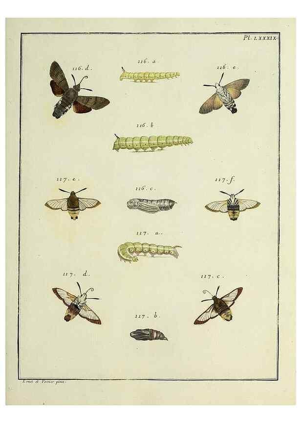 Reproducción/Reproduction 35022846464: Papillons d'Europe, peints d'après nature /. A Paris :Chez P.M. Delaguette, imprimeur-libraire ... ;1779-1792 [i.e. 1793]