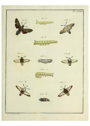 Reproducción/Reproduction 35022846464: Papillons d'Europe, peints d'après nature /. A Paris :Chez P.M. Delaguette, imprimeur-libraire ... ;1779-1792 [i.e. 1793]