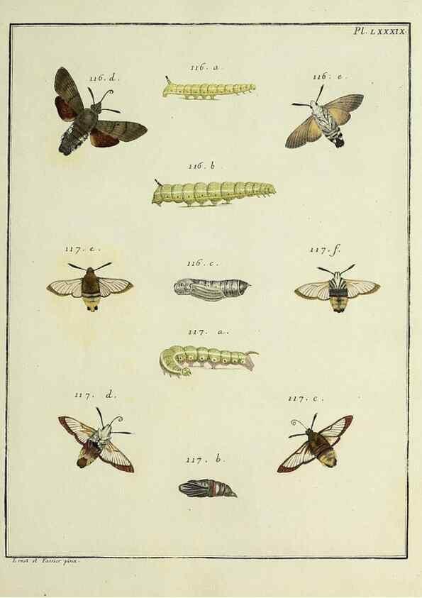 Reproducción/Reproduction 35022846464: Papillons d'Europe, peints d'après nature /. A Paris :Chez P.M. Delaguette, imprimeur-libraire ... ;1779-1792 [i.e. 1793]