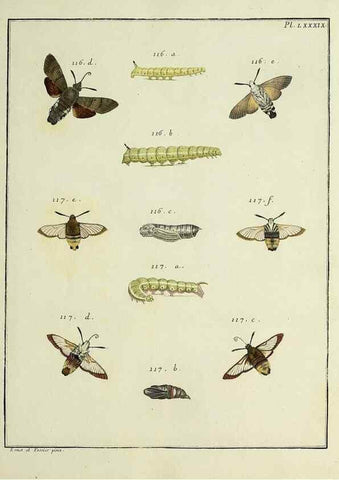 Reproducción/Reproduction 35022846464: Papillons d'Europe, peints d'après nature /. A Paris :Chez P.M. Delaguette, imprimeur-libraire ... ;1779-1792 [i.e. 1793]