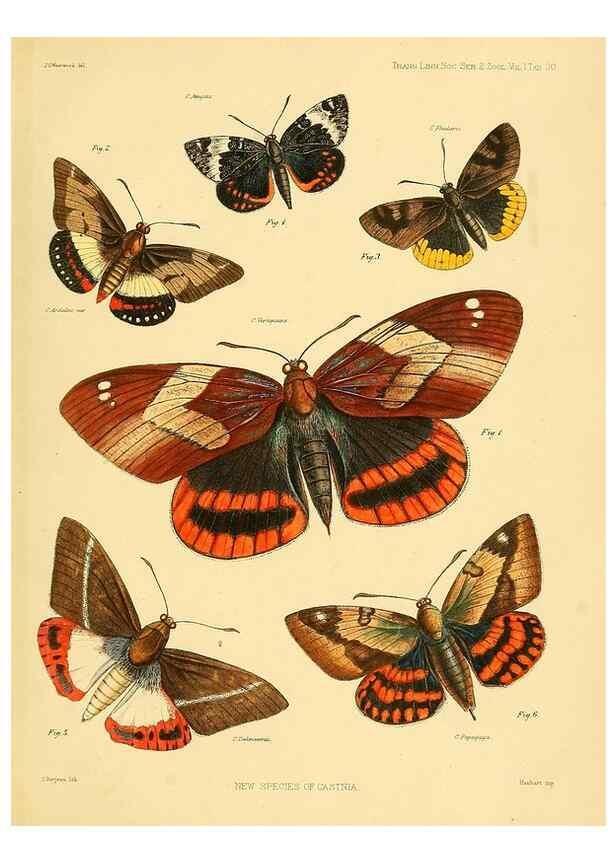 Reproducción/Reproduction 35693080912: Lepidopterorum Brasiliae species novae iconibus illustratae. [Vienna?] :s.n.,mense Januario 1839.