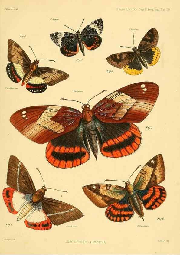 Reproducción/Reproduction 35693080912: Lepidopterorum Brasiliae species novae iconibus illustratae. [Vienna?] :s.n.,mense Januario 1839.
