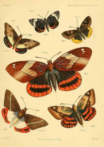 Reproducción/Reproduction 35693080912: Lepidopterorum Brasiliae species novae iconibus illustratae. [Vienna?] :s.n.,mense Januario 1839.