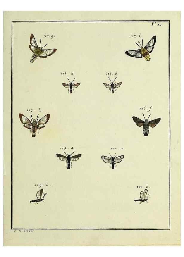 Reproducción/Reproduction 35022848444: Papillons d'Europe, peints d'après nature /. A Paris :Chez P.M. Delaguette, imprimeur-libraire ... ;1779-1792 [i.e. 1793]