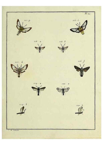 Reproducción/Reproduction 35022848444: Papillons d'Europe, peints d'après nature /. A Paris :Chez P.M. Delaguette, imprimeur-libraire ... ;1779-1792 [i.e. 1793]