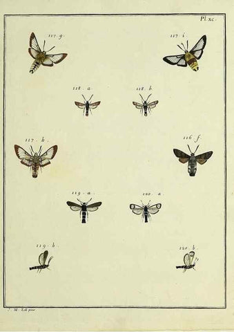 Reproducción/Reproduction 35022848444: Papillons d'Europe, peints d'après nature /. A Paris :Chez P.M. Delaguette, imprimeur-libraire ... ;1779-1792 [i.e. 1793]