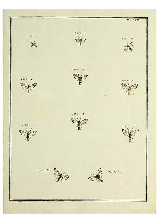 Reproducción/Reproduction 35022851684: Papillons d'Europe, peints d'après nature /. A Paris :Chez P.M. Delaguette, imprimeur-libraire ... ;1779-1792 [i.e. 1793]