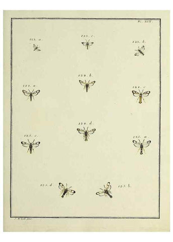Reproducción/Reproduction 35022851684: Papillons d'Europe, peints d'après nature /. A Paris :Chez P.M. Delaguette, imprimeur-libraire ... ;1779-1792 [i.e. 1793]