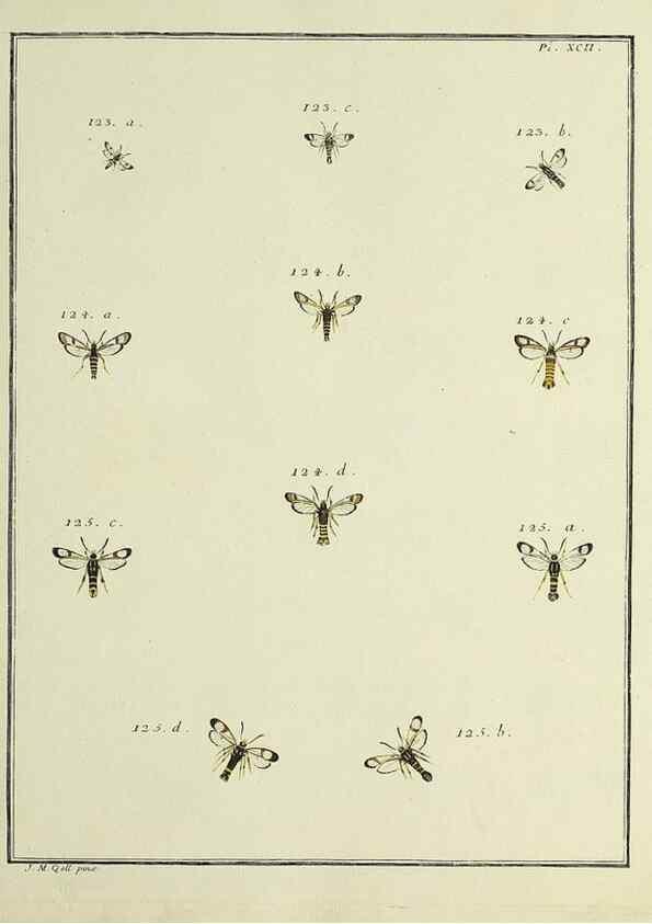 Reproducción/Reproduction 35022851684: Papillons d'Europe, peints d'après nature /. A Paris :Chez P.M. Delaguette, imprimeur-libraire ... ;1779-1792 [i.e. 1793]