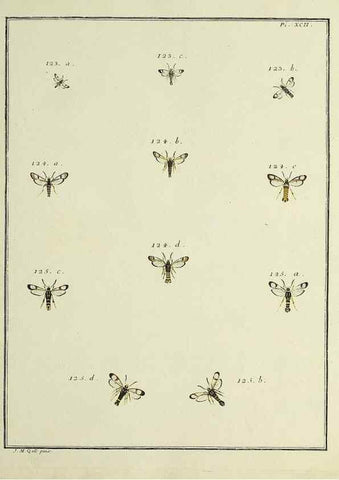 Reproducción/Reproduction 35022851684: Papillons d'Europe, peints d'après nature /. A Paris :Chez P.M. Delaguette, imprimeur-libraire ... ;1779-1792 [i.e. 1793]