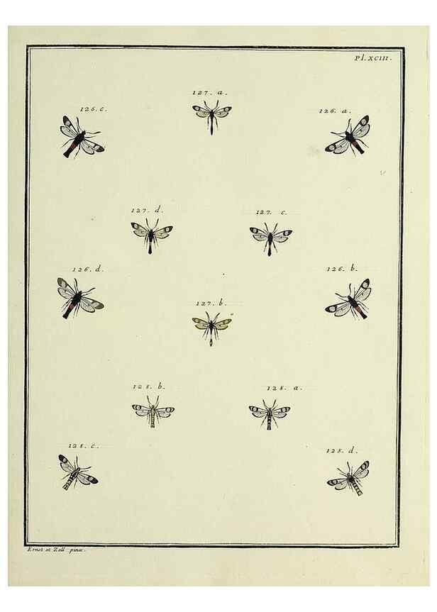 Reproducción/Reproduction 35022853104: Papillons d'Europe, peints d'après nature /. A Paris :Chez P.M. Delaguette, imprimeur-libraire ... ;1779-1792 [i.e. 1793]