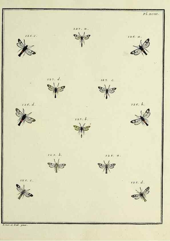 Reproducción/Reproduction 35022853104: Papillons d'Europe, peints d'après nature /. A Paris :Chez P.M. Delaguette, imprimeur-libraire ... ;1779-1792 [i.e. 1793]