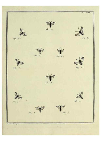 Reproducción/Reproduction 35022854154: Papillons d'Europe, peints d'après nature /. A Paris :Chez P.M. Delaguette, imprimeur-libraire ... ;1779-1792 [i.e. 1793]