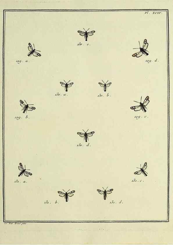 Reproducción/Reproduction 35022854154: Papillons d'Europe, peints d'après nature /. A Paris :Chez P.M. Delaguette, imprimeur-libraire ... ;1779-1792 [i.e. 1793]