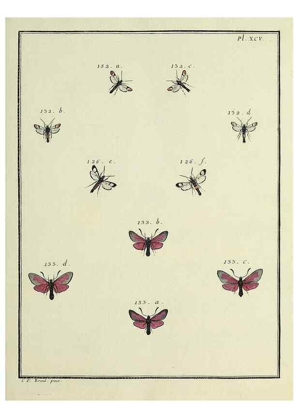 Reproducción/Reproduction 35693448862: Papillons d'Europe, peints d'après nature /. A Paris :Chez P.M. Delaguette, imprimeur-libraire ... ;1779-1792 [i.e. 1793]