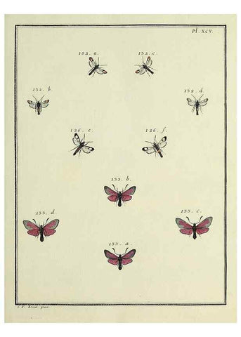 Reproducción/Reproduction 35693448862: Papillons d'Europe, peints d'après nature /. A Paris :Chez P.M. Delaguette, imprimeur-libraire ... ;1779-1792 [i.e. 1793]
