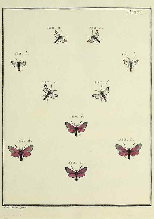 Reproducción/Reproduction 35693448862: Papillons d'Europe, peints d'après nature /. A Paris :Chez P.M. Delaguette, imprimeur-libraire ... ;1779-1792 [i.e. 1793]