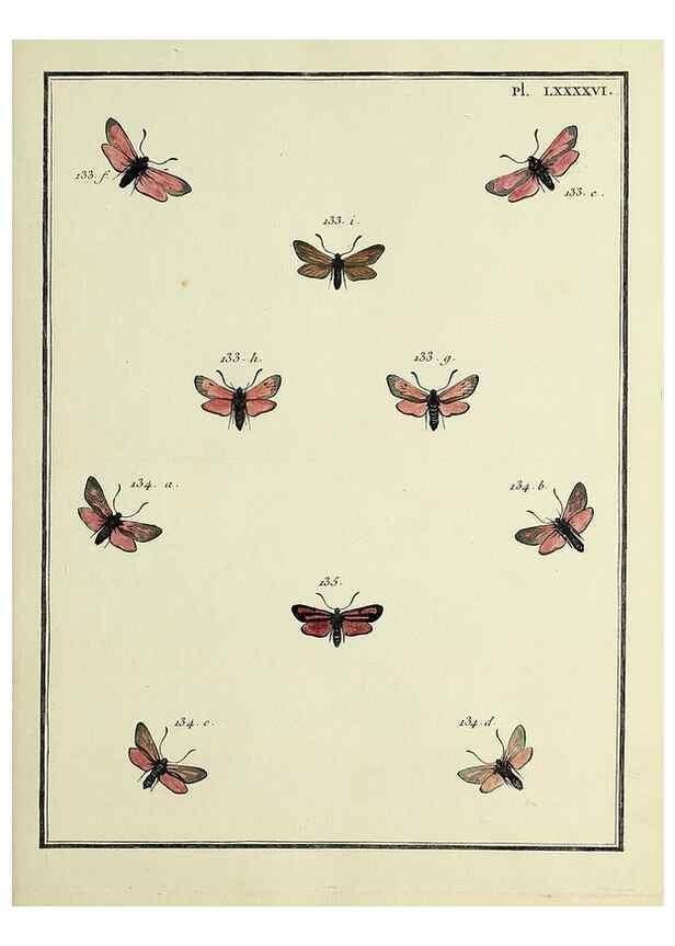Reproducción/Reproduction 35730902451: Papillons d'Europe, peints d'après nature /. A Paris :Chez P.M. Delaguette, imprimeur-libraire ... ;1779-1792 [i.e. 1793]