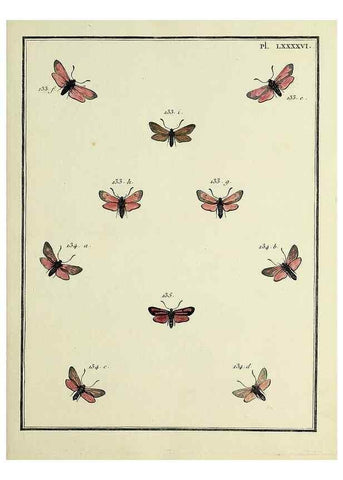 Reproducción/Reproduction 35730902451: Papillons d'Europe, peints d'après nature /. A Paris :Chez P.M. Delaguette, imprimeur-libraire ... ;1779-1792 [i.e. 1793]
