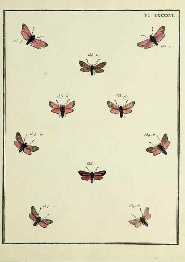 Reproducción/Reproduction 35730902451: Papillons d'Europe, peints d'après nature /. A Paris :Chez P.M. Delaguette, imprimeur-libraire ... ;1779-1792 [i.e. 1793]